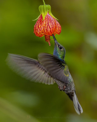 WHITE-TAILED HILLSTAR