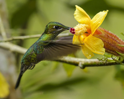 WHITE-TAILED HILLSTAR