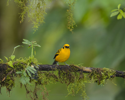 GOLDEN TANAGER