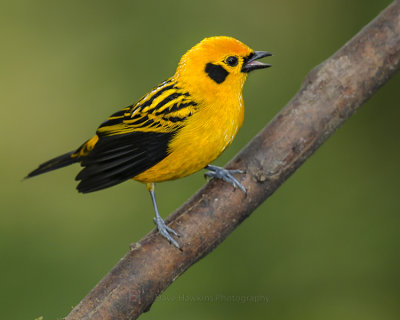GOLDEN TANAGER