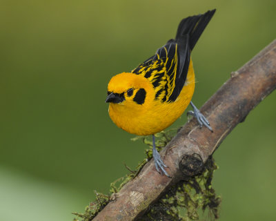 GOLDEN TANAGER