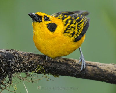 GOLDEN TANAGER