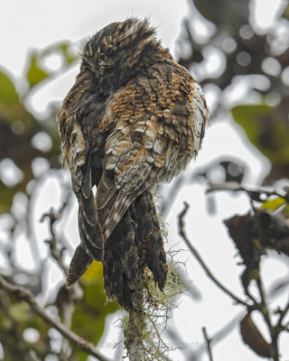 ANDEAN POTOO