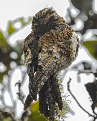 ANDEAN POTOO
