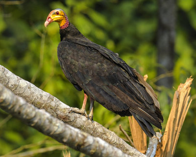 GREATER YELLOW-HEADED VULTURE
