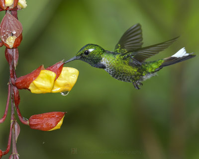 PURPLE-BIBBED WHITETIP ♂