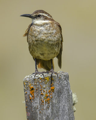 STOUT-BILLED CINCLODES
