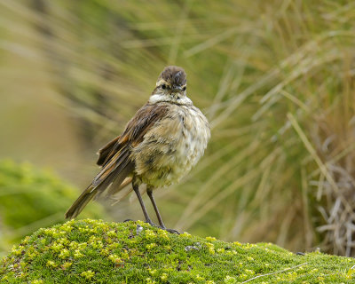 STOUT-BILLED CINCLODES
