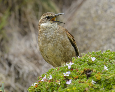 STOUT-BILLED CINCLODES