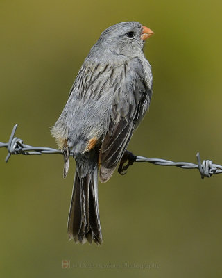 PLAIN-COLORED SEEDEATER