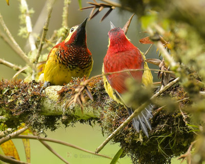 CRIMSON-MANTLED WOODPECKER