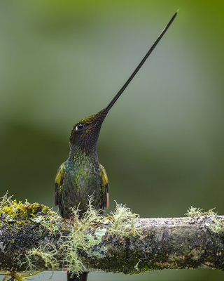 SWORD-BILLED HUMMINGBIRD