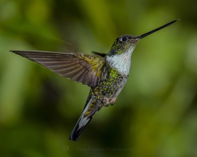 COLLARED INCA