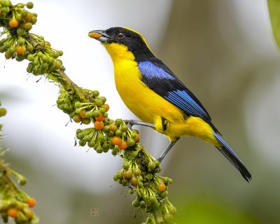 BLUE-WINGED MOUNTAIN TANAGER