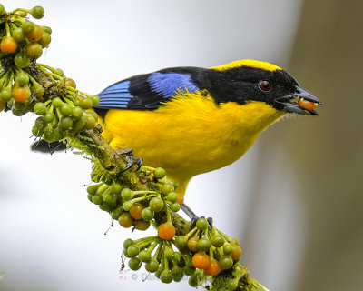 BLUE-WINGED MOUNTAIN TANAGER