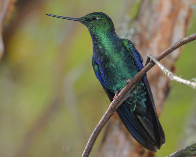 GREAT SAPPHIREWING ♂