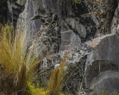 GREAT HORNED OWL