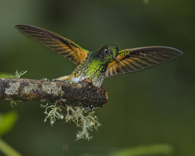 BUFF-TAILED CORONET