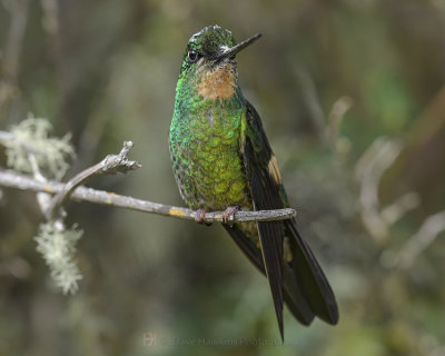 BUFF-WINGED STARFRONTLET ♀