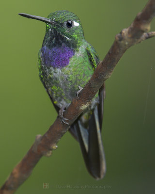 PURPLE-BIBBED WHITETIP ♂