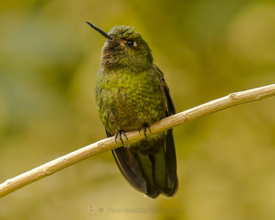 TYRIAN METALTAIL