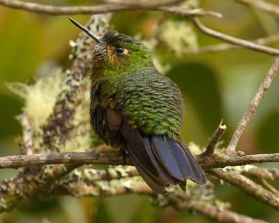 TYRIAN METALTAIL
