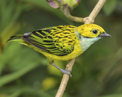 SILVER-THROATED TANAGER