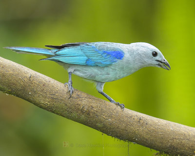 BLUE-GRAY TANAGER