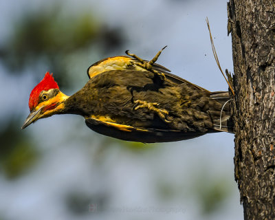 PILEATED WOODPECKER