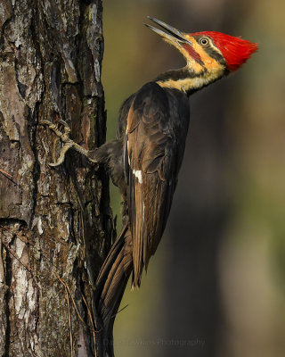 PILEATED WOODPECKER