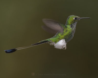 BOOTED RACKET-TAIL