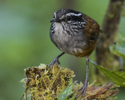 GRAY-BREASTED WOOD-WREN (ANDEAN)