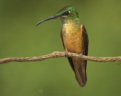 FAWN-BREASTED BRILLIANT