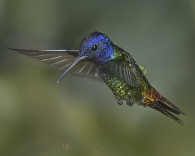 GOLDER-TAILED SAPPHIRE