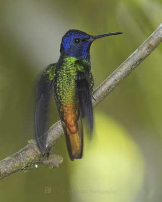 GOLDER-TAILED SAPPHIRE
