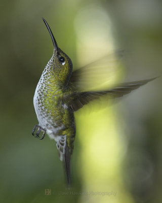 MANY-SPOTTED HUMMINGBIRD