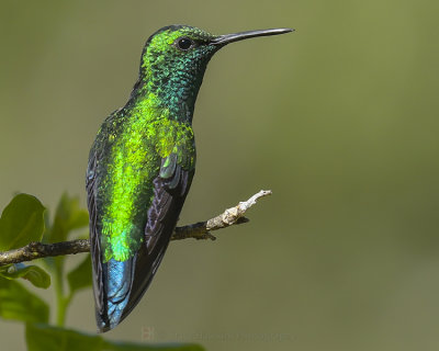 WESTERN EMERALD