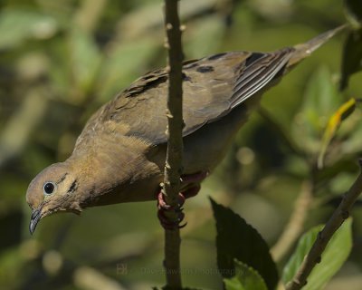 EARED DOVE