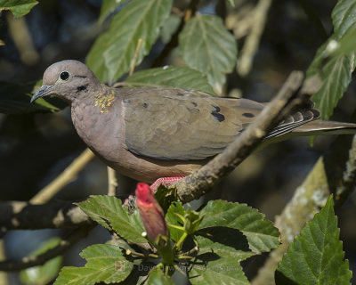 EARED DOVE