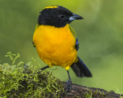 BLACK-CHINNED MOUNTAIN-TANAGER