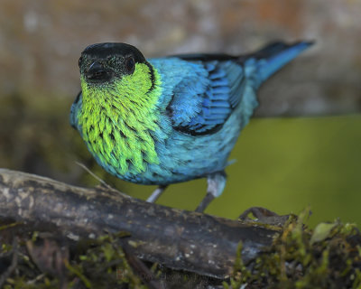 BLACK-CAPPED TANAGER ♂