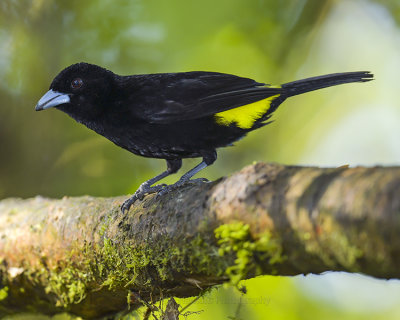 FLAME-RUMPED TANAGER (formerly Lemon-Rumped Tanager)