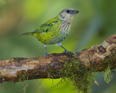 BLACK-CAPPED TANAGER ♀