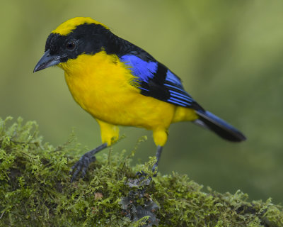 BLACK-CHINNED MOUNTAIN TANAGER