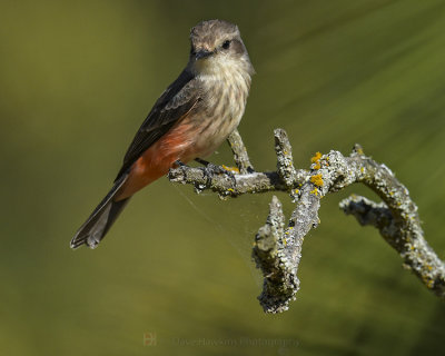 VERMILLION FLYCATCHER ♀