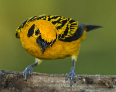 GOLDEN TANAGER