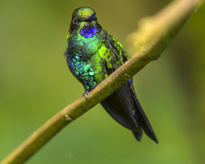 GLOWING PUFFLEG