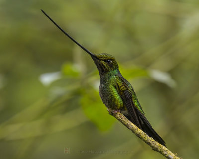 SWORD-BILLED HUMMINGBIRD