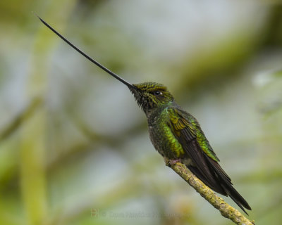 SWORD-BILLED HUMMINGBIRD