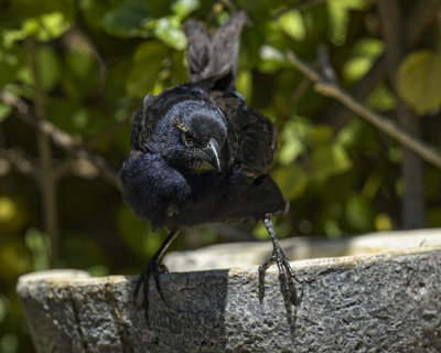 SHINY COWBIRD